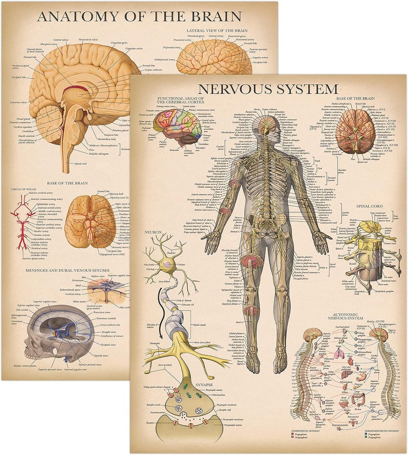 Palace Learning 2 Pack - Vintage Nervous System & Brain Anatomy Posters - Set of 2 Anatomical Charts - Laminated 18" x 24" - Image 1